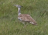 J17_0791 Kori Bustard